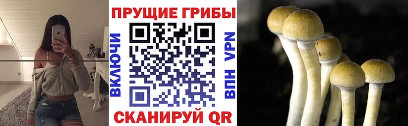Псилоцибиновые грибы прущие грибы  Купить закладки  Нестеров 